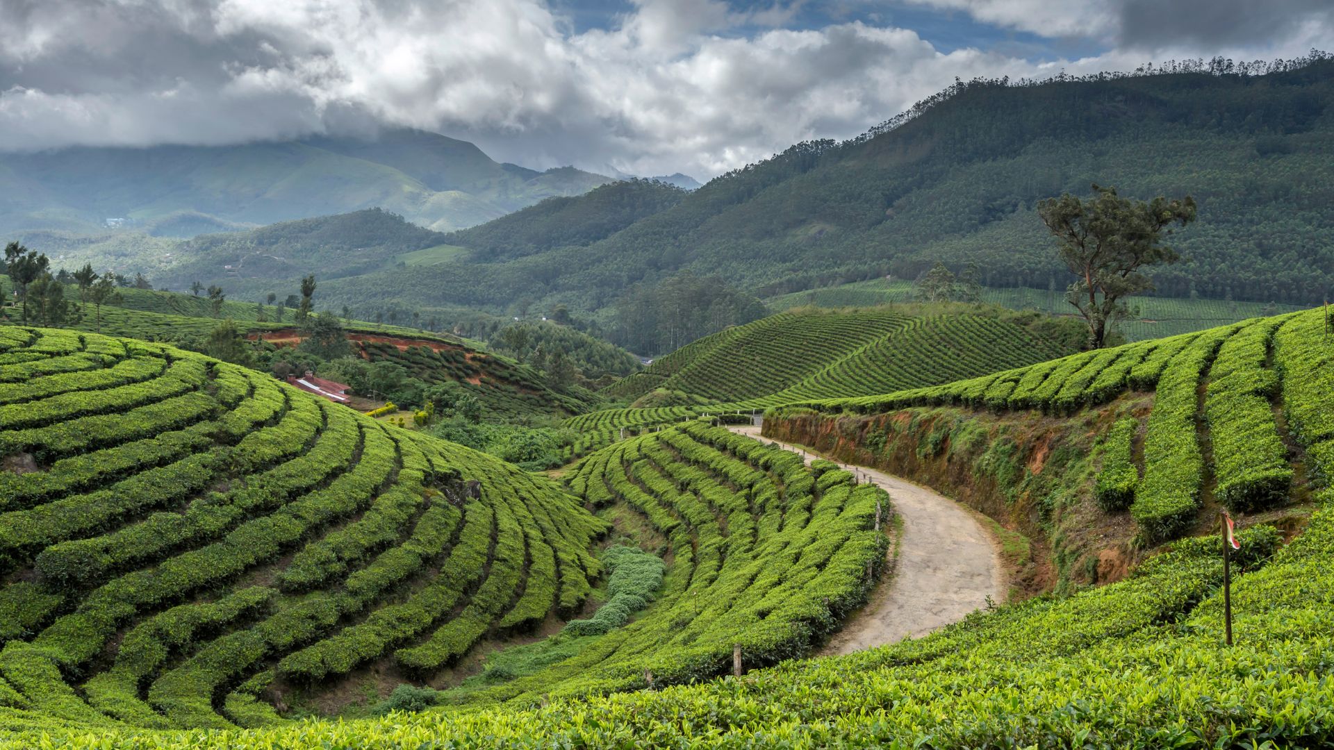 Tea plantations rolling across the hills of Munnar, Kerala